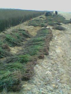 供應香椿苗速生楊五角楓