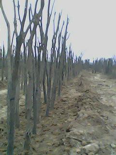 供應(yīng)五角楓國(guó)槐速生楊刺槐