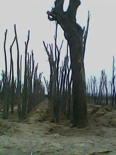 供應(yīng)五角楓國(guó)槐速生楊刺槐