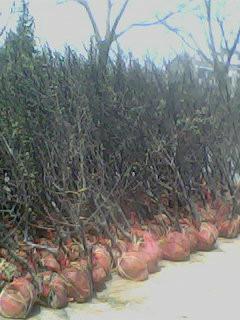 供應出售蘋果樹3-8公分蘋果樹