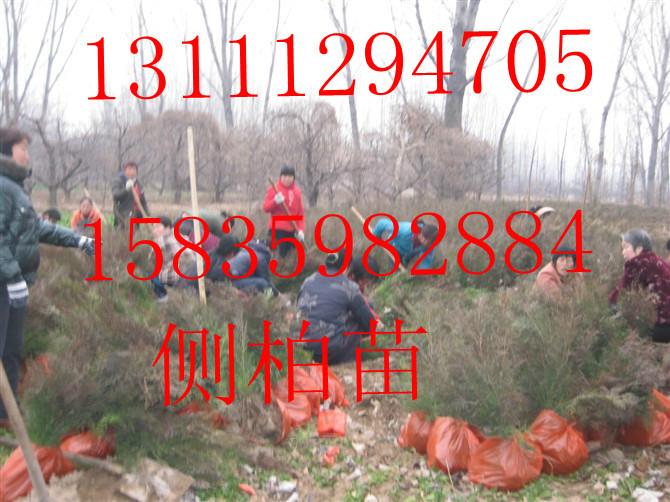 供應核桃苗梨樹苗杏樹苗柿子苗山楂苗