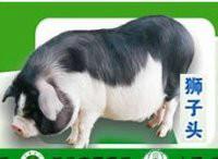 供應(yīng)湖南寧鄉(xiāng)土花豬仔豬