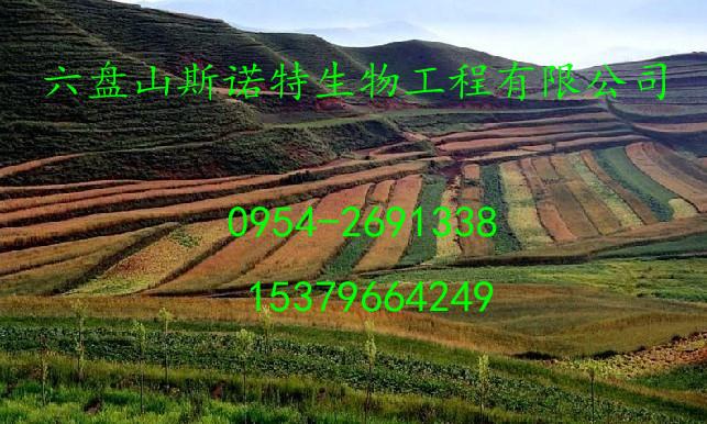 仙茅提取物图片