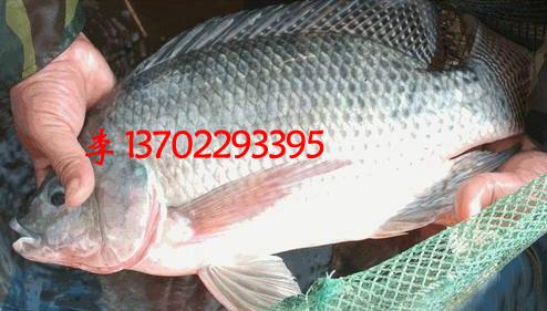 佛山市高明區(qū)更合羅非魚苗魚花批發(fā)圖片