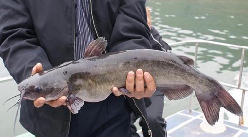 梅州市梅江區(qū)斑點叉尾魚苗魚花圖片