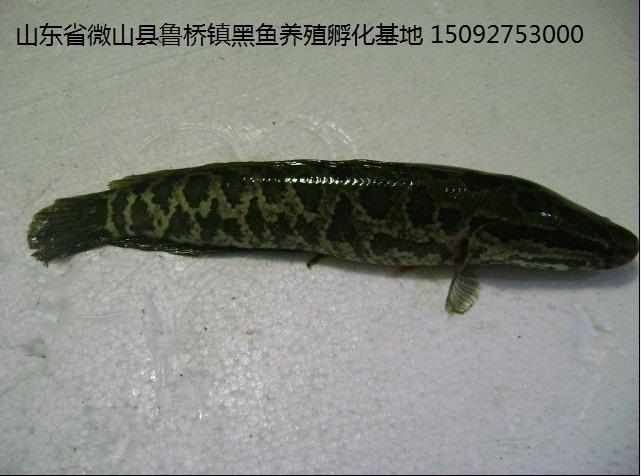 供應江西黑魚苗江西黑魚江西