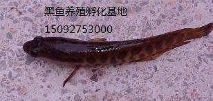 黑魚圖片/黑魚樣板圖 (2)
