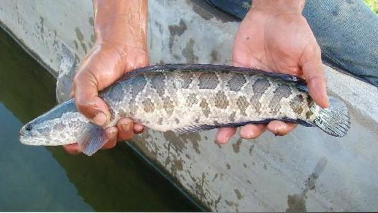 山東黑魚(yú)苗圖片/山東黑魚(yú)苗樣板圖 (3)
