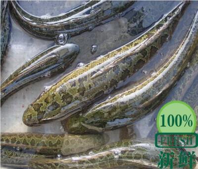 山東黑魚(yú)苗圖片/山東黑魚(yú)苗樣板圖 (2)