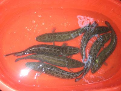 黑魚苗價格山東黑魚苗圖片