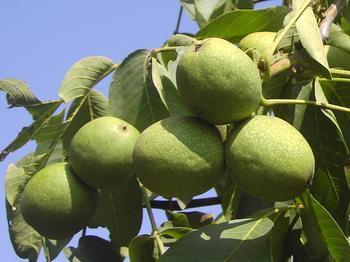 供應(yīng)青皮核桃陜西優(yōu)質(zhì)青皮核桃基地價(jià)格