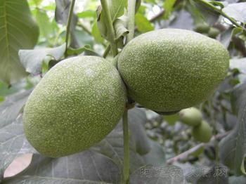 供應(yīng)青皮核桃陜西優(yōu)質(zhì)青皮核桃基地價(jià)格