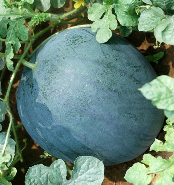 陜西大棚京欣西瓜價(jià)格甜王西瓜價(jià)格走勢(shì)