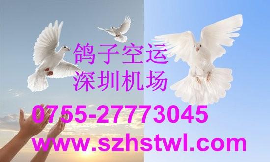 供應(yīng)寵物空運(yùn)到長(zhǎng)春哈爾濱大連等各地當(dāng)天到達(dá)