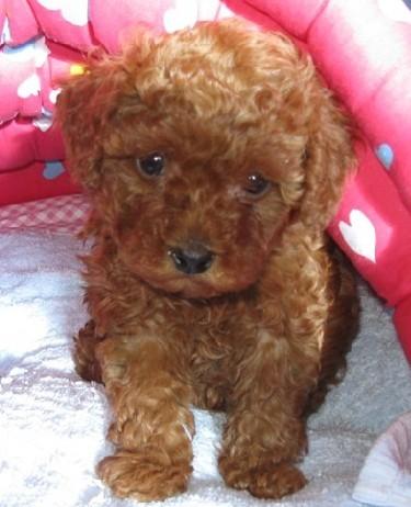 供應專業(yè)承接活體動物空托運  如狗貓  鸚鵡鴿子  *兔子等