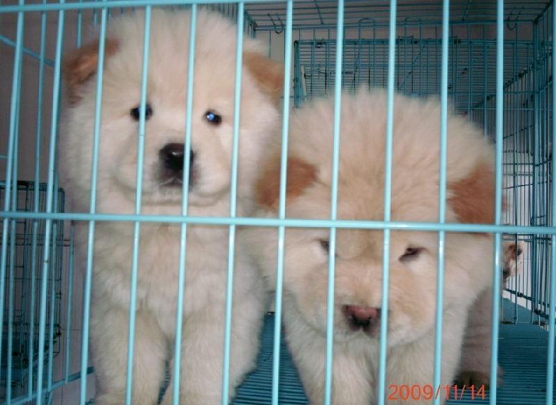 供應(yīng)深圳機(jī)場候機(jī)五一寵物隨機(jī)