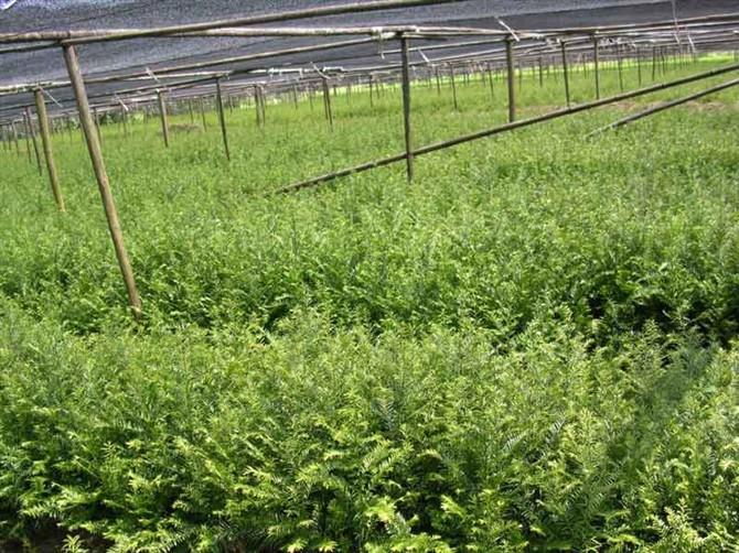 供應曼地亞紅豆杉,曼地亞紅豆杉苗木,曼地亞紅豆杉種子