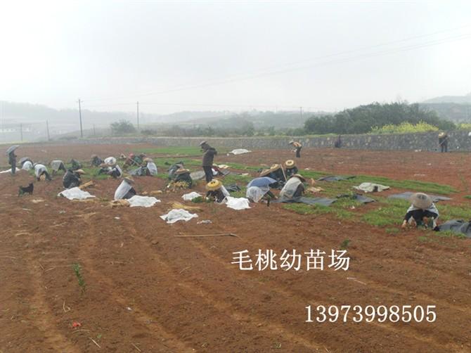 供應(yīng)南方毛桃種價(jià),南方毛桃種批發(fā)商,南方毛桃種產(chǎn)地,南方毛桃種