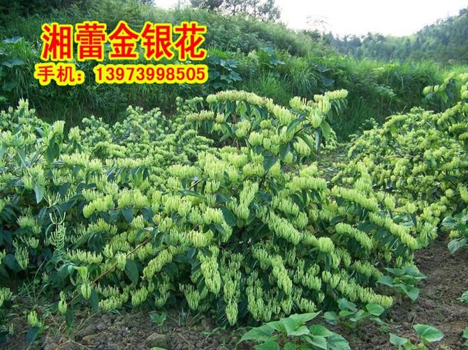 供應湘蕾金銀花苗木價格,湘蕾金銀花苗木批發(fā)商,湘蕾金銀花苗木產(chǎn)地