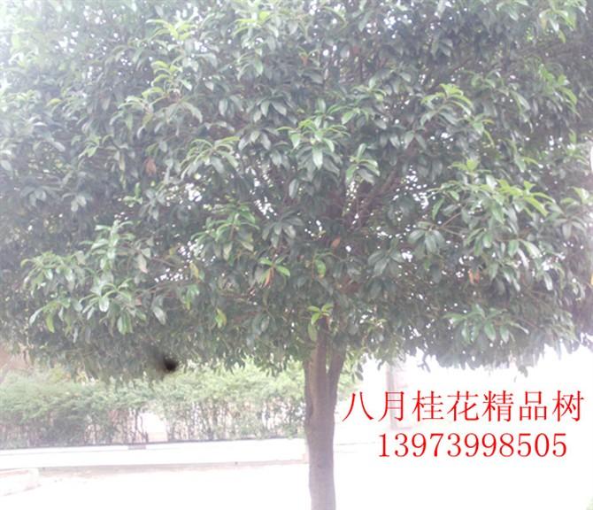 供應金桂樹苗,金桂樹苗價格,金桂樹苗批發(fā)商,金桂樹苗供貨商