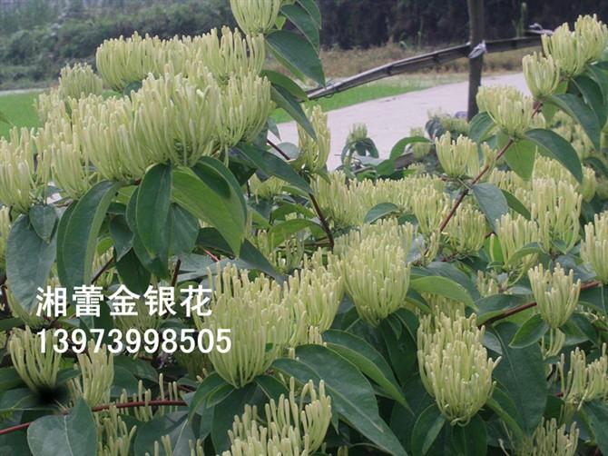 供應湘蕾金銀花苗木價格,湘蕾金銀花苗木批發(fā)商,湘蕾金銀花苗木產(chǎn)地