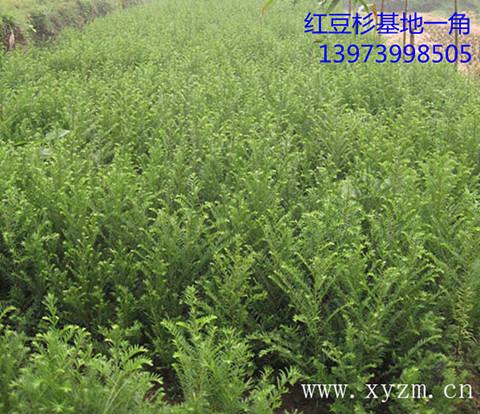 供應(yīng)貴州紅豆杉種子,貴州紅豆杉種子批發(fā)商,貴州紅豆杉種子供貨商