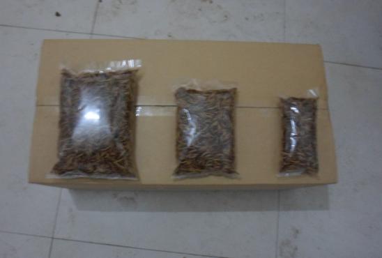 供應(yīng)黃粉蟲(chóng)干品哪有賣