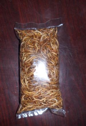 河北唐縣寵物小食品干黃粉蟲圖片