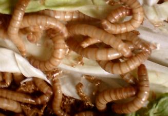 供應(yīng)黃粉蟲干品黃粉蟲鮮蟲大量收購(gòu)