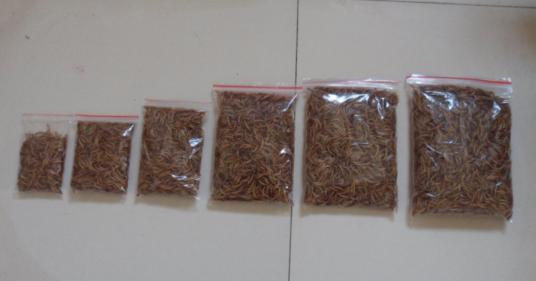 保定小包裝黃粉蟲干品圖片