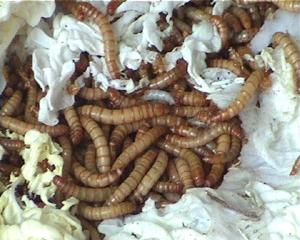 供應(yīng)河北保定唐縣寵物小食品干蟲鮮蟲