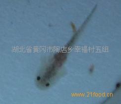 供應(yīng)重慶草魚苗水花夏花伙片寸片重慶草魚苗水花夏花伙片寸片