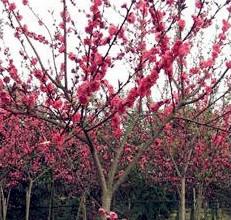 供應(yīng)紅葉桃管理技術(shù)