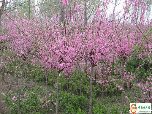 供应榆叶梅小苗，山东榆叶梅小苗，榆叶梅小苗基地