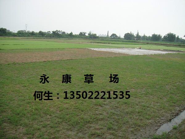 廣東夏威夷草物美價廉中山永康草圖片