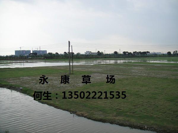 臺灣草圖片/臺灣草樣板圖 (3)