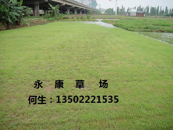 供應(yīng)廣東*草廉價批發(fā)永康草場