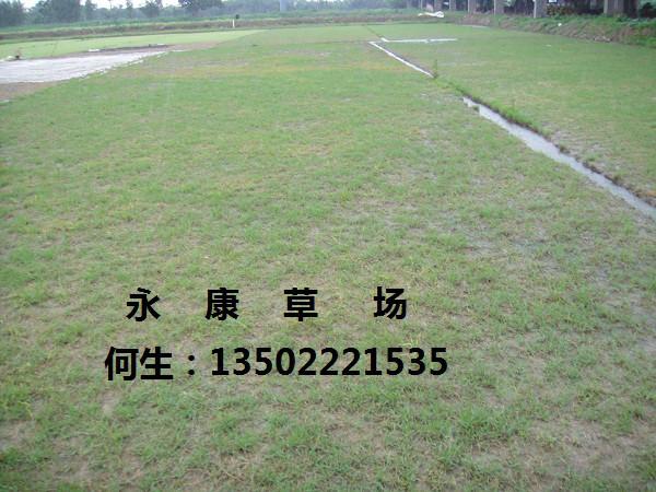 供應(yīng)廣東*草廉價批發(fā)永康草場