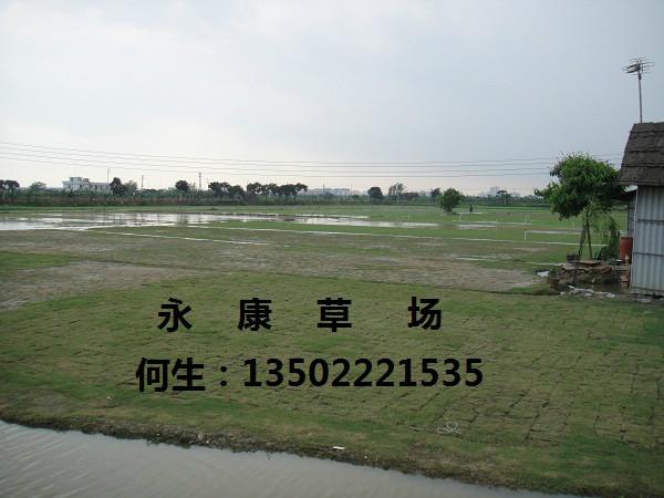 臺灣草圖片/臺灣草樣板圖 (2)