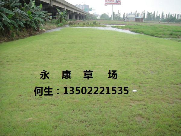 供應(yīng)廣東*草廉價批發(fā)永康草場