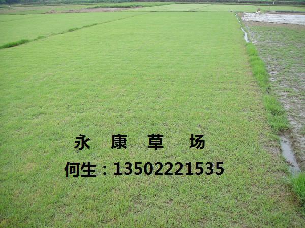 供應(yīng)廣東夏威夷草物美價(jià)廉中山惠州永康草場