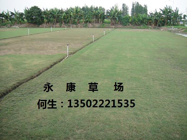 供應(yīng)廣東草場蘭引三號草