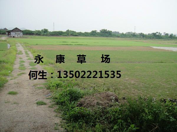 蘭引三號(hào)草