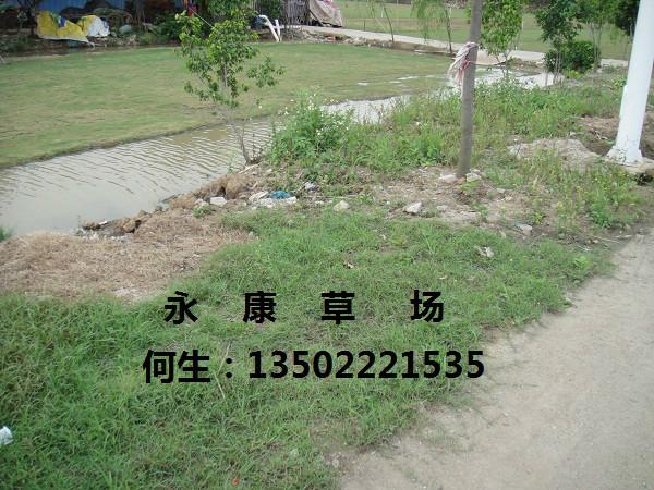 中山沙地臺灣草圖片