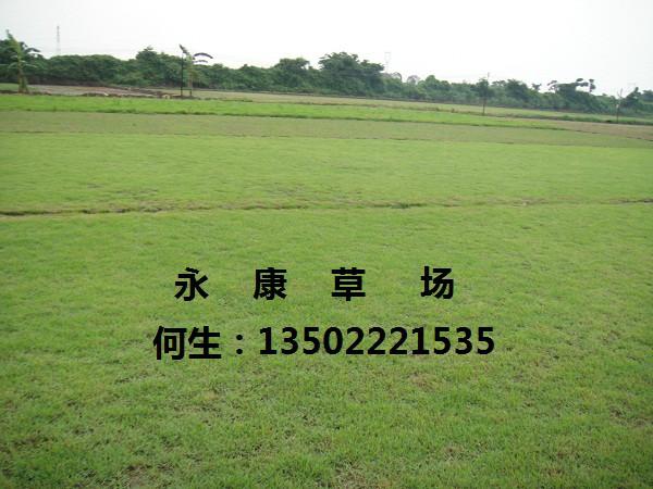 供應(yīng)夏威夷草永康草場(chǎng)專門批發(fā)代理