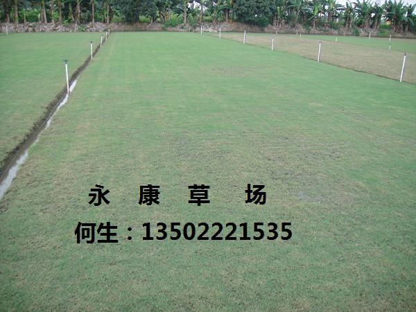 供應廣東夏威夷草廉價批發(fā)惠州中山永康草場