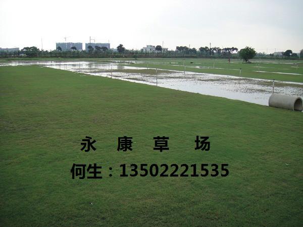 供應(yīng)廣東草場蘭引三號草