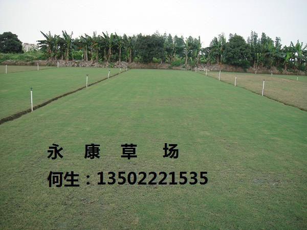 供應廣東中山永康草場*草物美價廉
