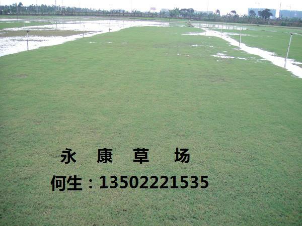 廣東夏威夷草廉價批發(fā)惠州中山永圖片