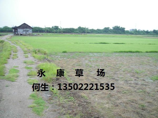 臺(tái)灣草
